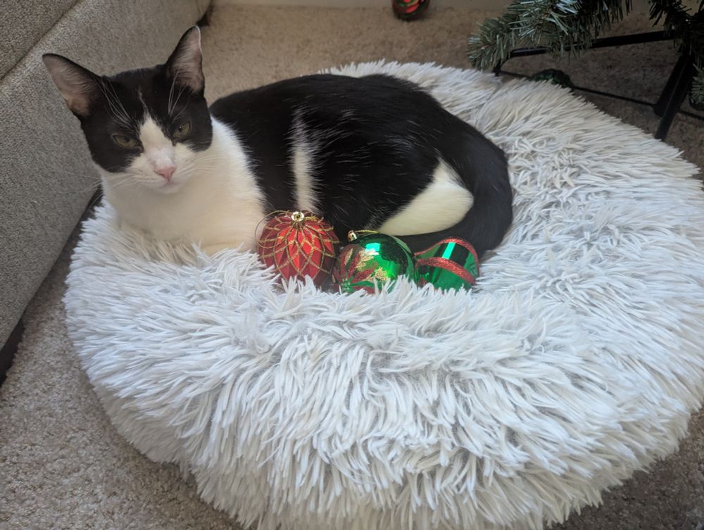 Max, a black and white kitten, with his collection of captured ornaments 