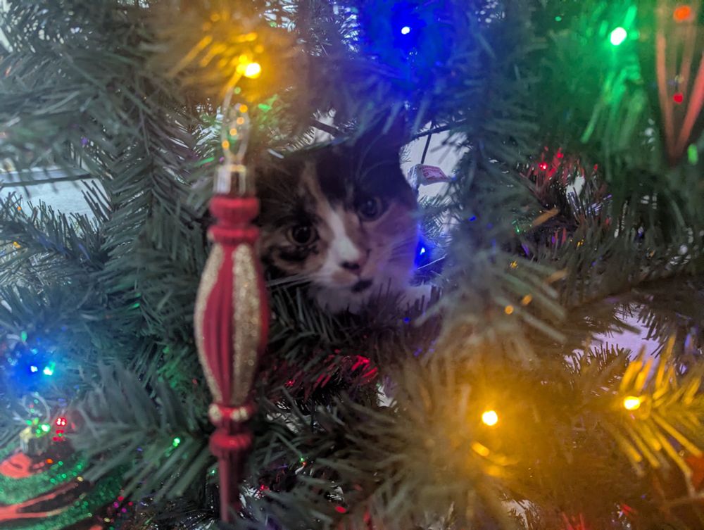 Maya, a calico kitten, inside our Christmas tree