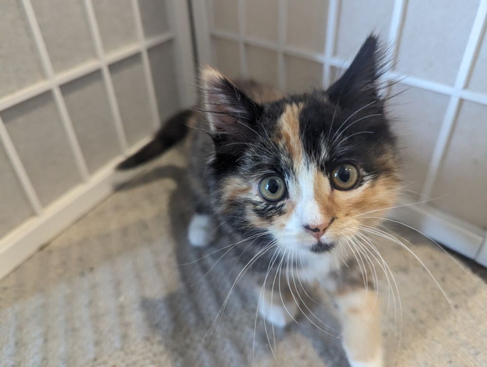 an adorable eight week old calico kitten