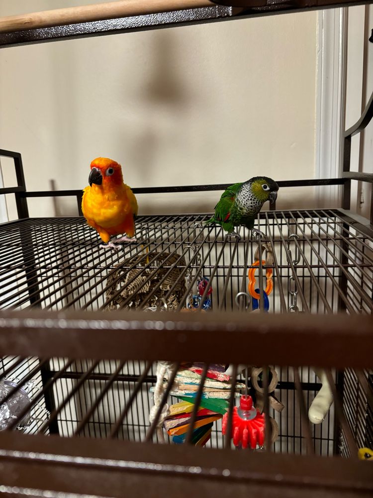 a sun conure and black capped conure standing on top of a cage