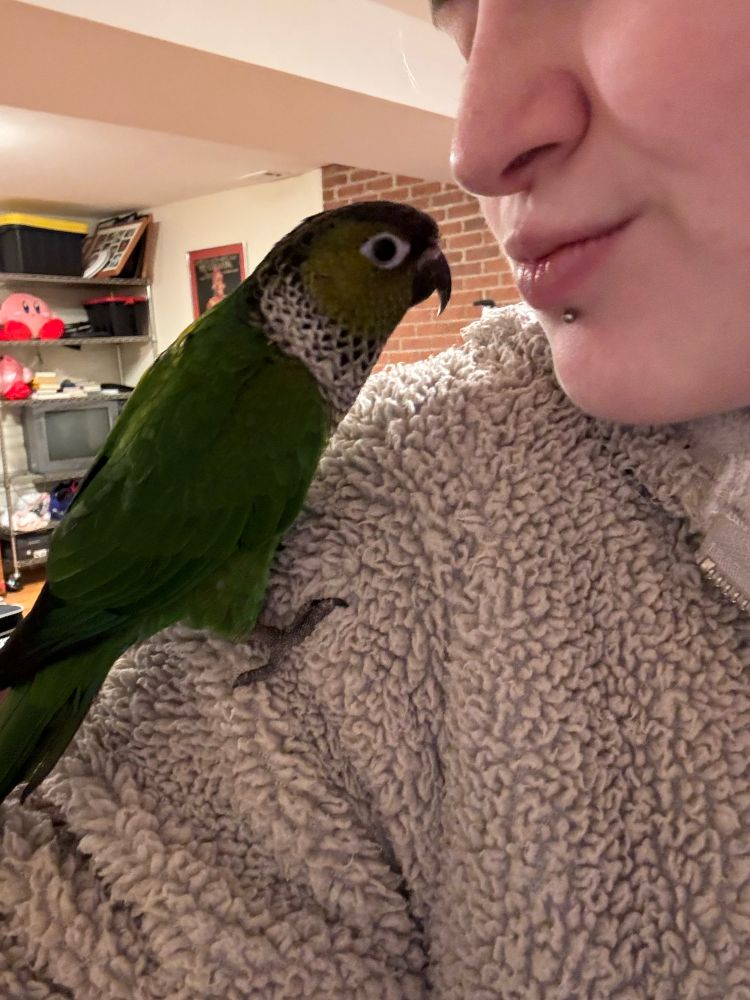 my black capped conure standing on my shoulder, leaning in to my face
