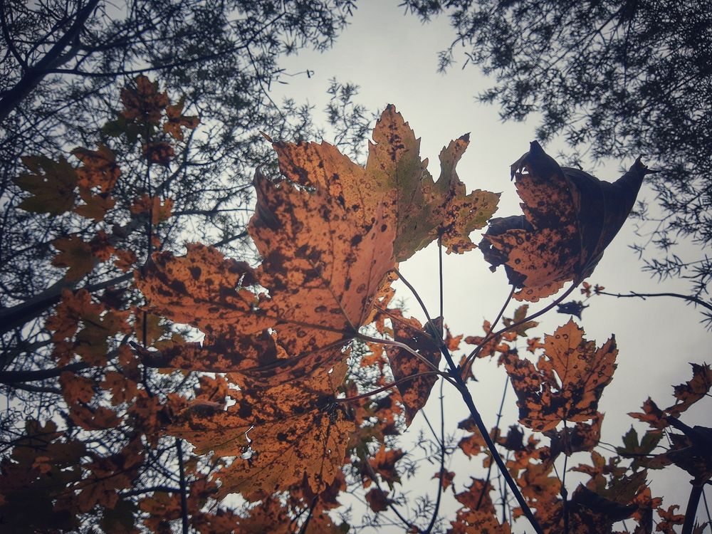 Foglie autunnali variopinte viste dal basso contro un cielo nuvoloso.