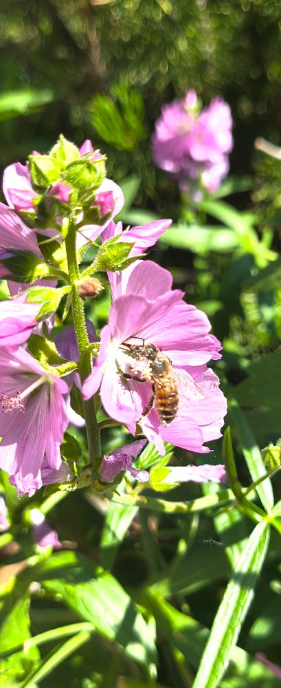 Bee in a purple flower (not sure the name)