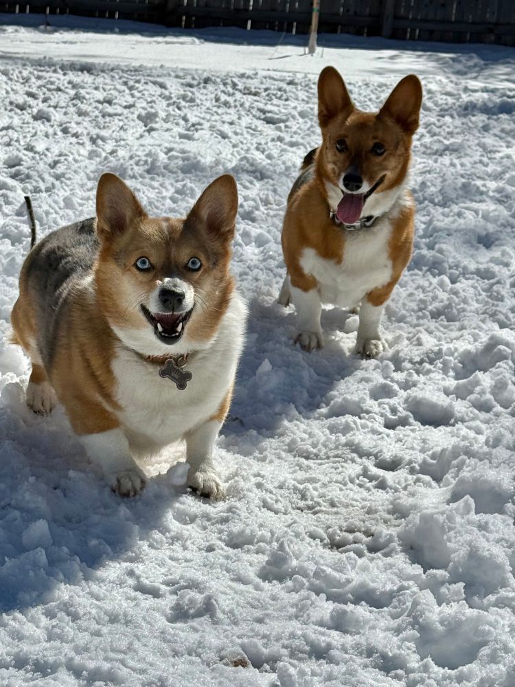Two Pembroke Welsh corgis in a snowy yard smiling
