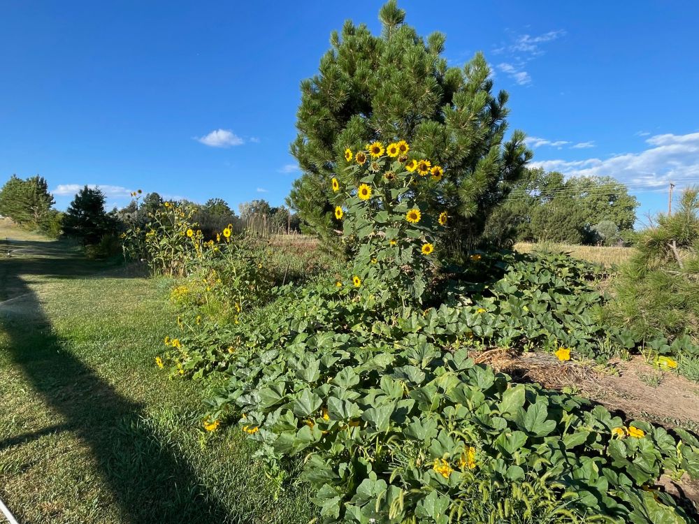 A large area of pumpkin vines (about 30' x 20') in the foreground.  The vines have many flowers.  A large sunflower with many blooms in front of a Ponderosa pine in the middle of the frame.