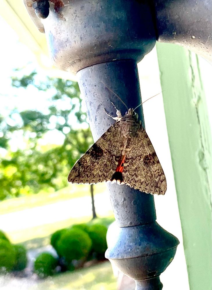 Photo of a triangle shaped moth on an outdoor light fixture. There is a black spot on each wing and a red streak in the middle of the moth.