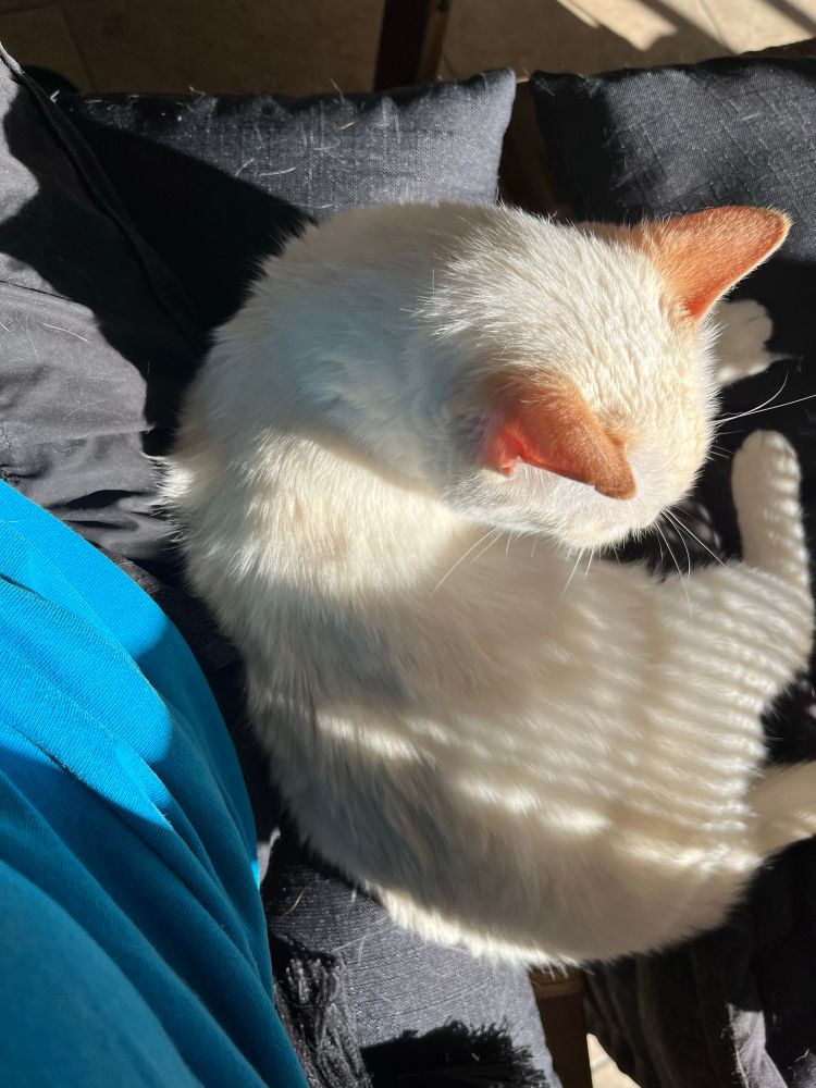White cat sitting next to me. Just showing black pants and part of a turquoise shirt. 