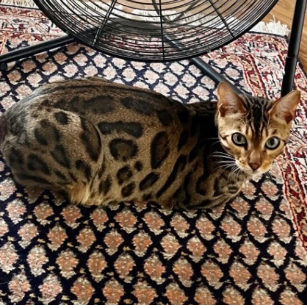 Leopard patterned Bengal cat with yellow to dark brown coloring, green eyes, white whiskers, responds to his name Rocket. 