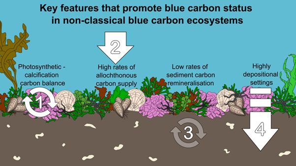 Slide showing key features promoting blue carbon systems in non-classical blue carbon ecosystems. 