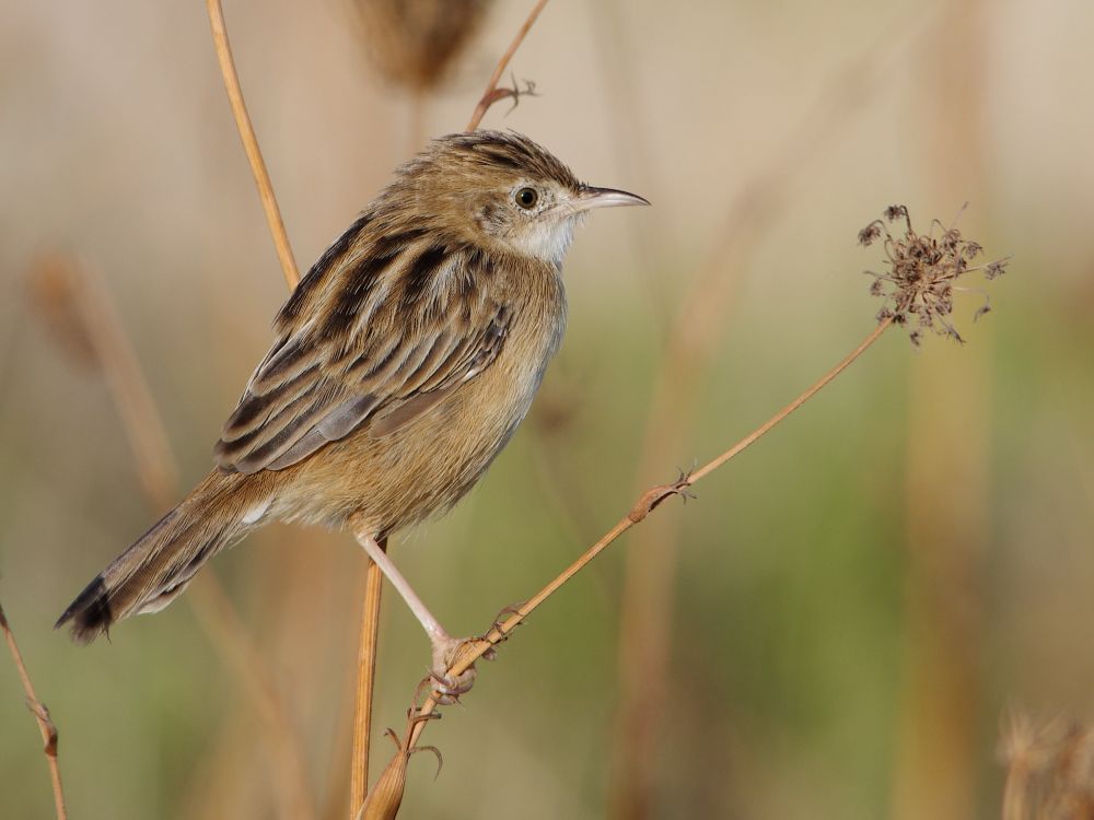 A Zitting Cisticola, a small, streaky brown bird, perched on a twiggy plant.