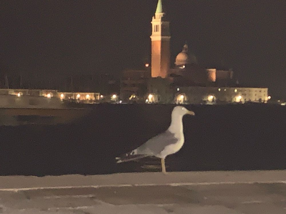 A night time scene. A yellow-legged gull on the waterside. In the background, lit up, the tower of San Giorgio Maggiore. ‘Gabbiano’ is the Italian for ‘gull’. Not a great joke. Nor even a good one. But mine own.