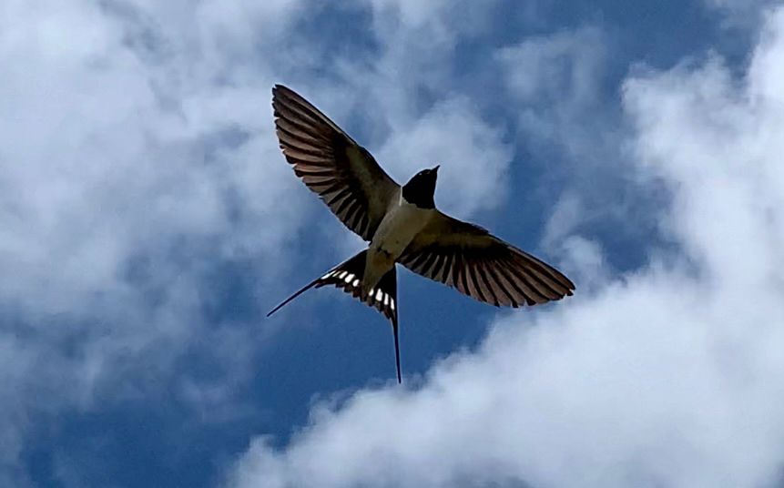 A swallow, photographed from underneath. Wings and tail feathers spread. Blue sky with light cloud behind.