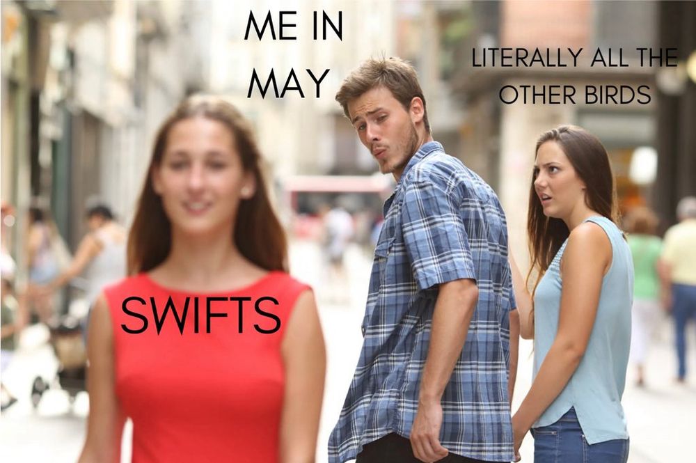 The ‘jealous girlfriend’ meme. The guy is ‘me in May’, the new girl is ‘swifts’ and the outraged girlfriend is ‘literally all the other birds’.