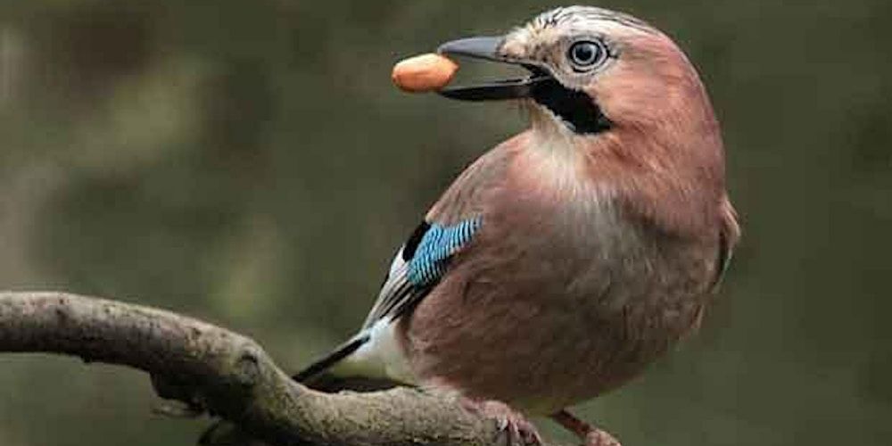 Early Autumn Birds in West Norwood Cemetery