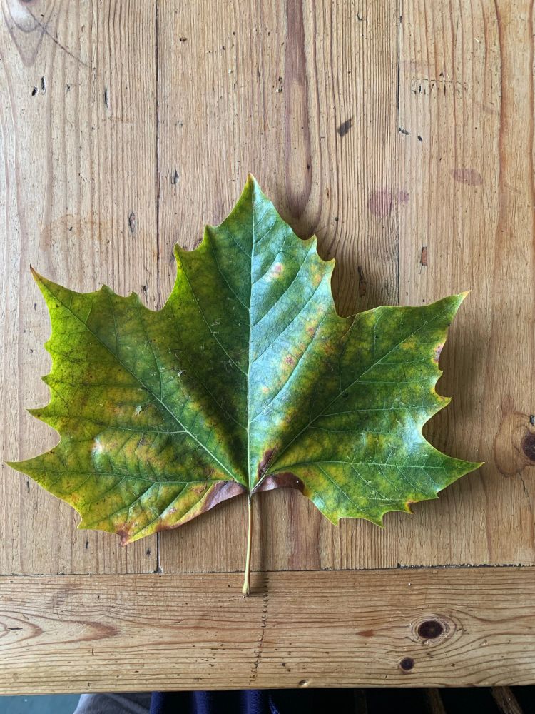 The leaf of a London Plane, mostly green but with tinges of yellow and brown, on a wooden table.