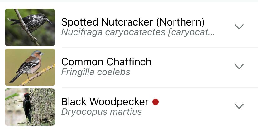 A screenshot from the Merlin birdsong app. It heard (as did we) spotted nutcracker, commonest chaffinch and black woodpecker.