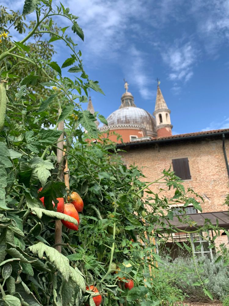 In the foreground left, a tomato plant with some stonking tomatoes. In the background, peeking above a brick building with slate roof, the dome and spires of the Redentore church.
