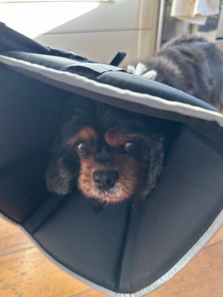 Black and tan dog looking out in confusion from an oversized black cone of shame. He might be death vader’s dog. 