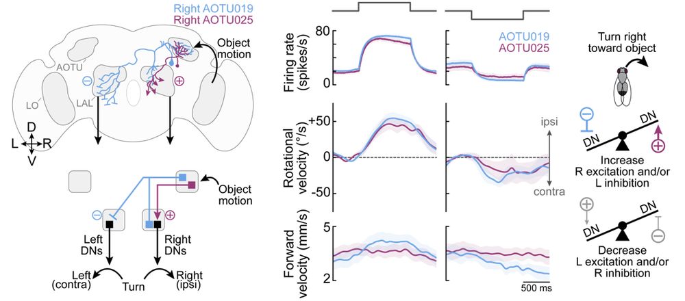 Schematic of AOTU019 and AOTU025 pathways linking visual input to steering DNs. AOTU019 is contralateral inhibitory; AOTU025 is ipsilateral excitatory. Current injection shows both drive turning toward the visual object, with AOTU019 also boosting forward speed.
