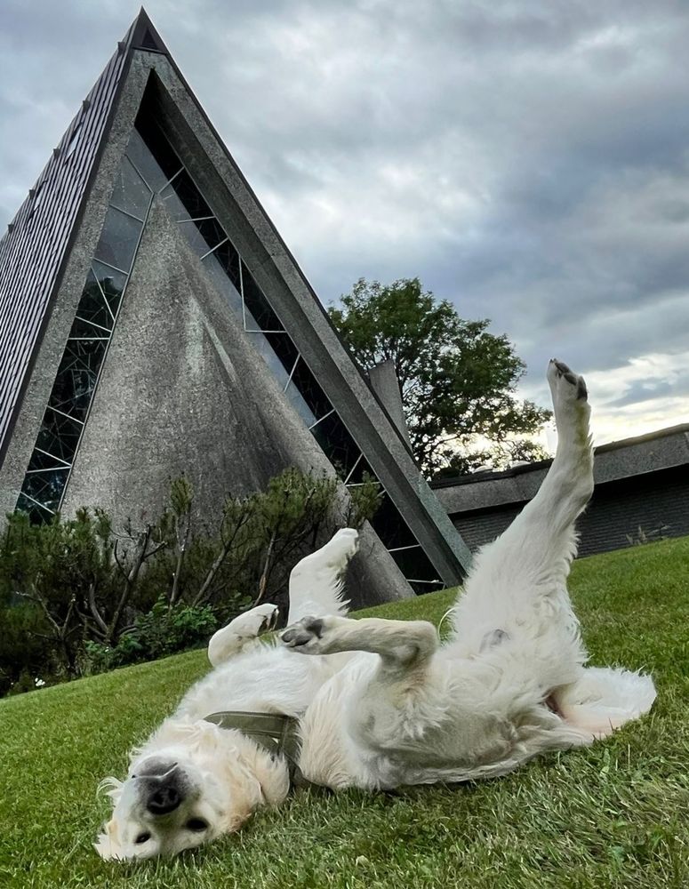 Dog rolling on grass in front of an interesting modernist church 