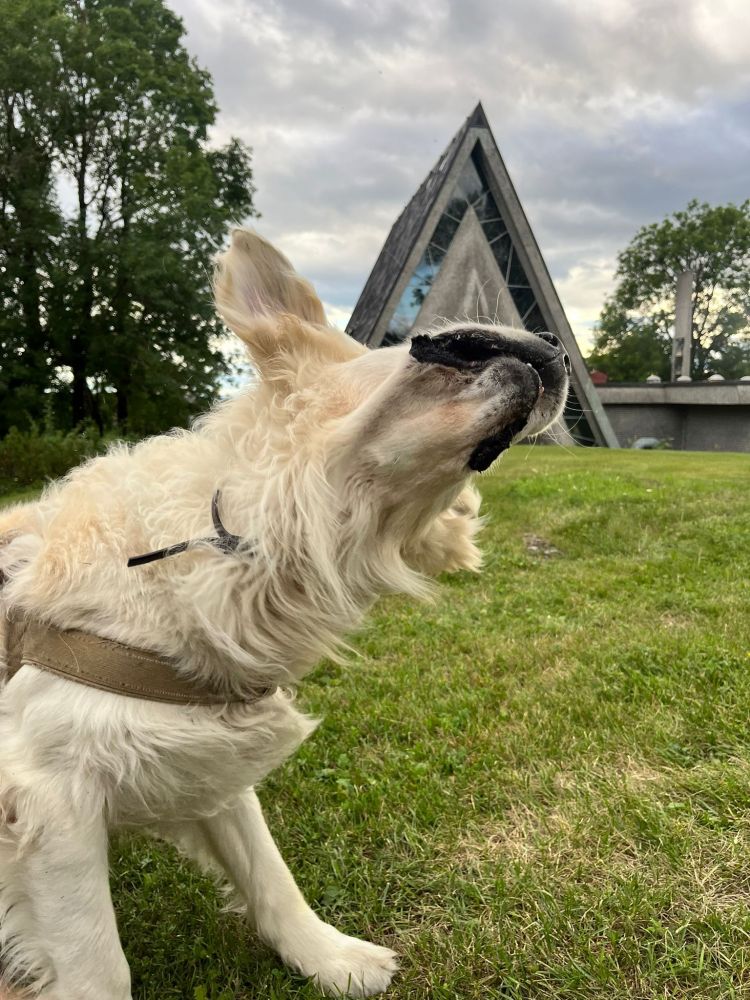 Dog shaking head in front of same church 