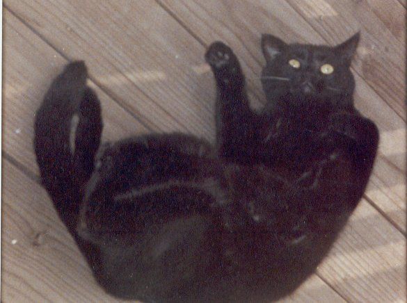 Inka, a very large black cat, lying belly-up on a board porch circa 1985. Yes, it's a trap: he was a mean sonofabitch, but he was MY mean sonofabitch.