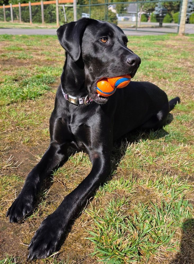 Black lab dog sitting in the grass with two balls in his mouth. 