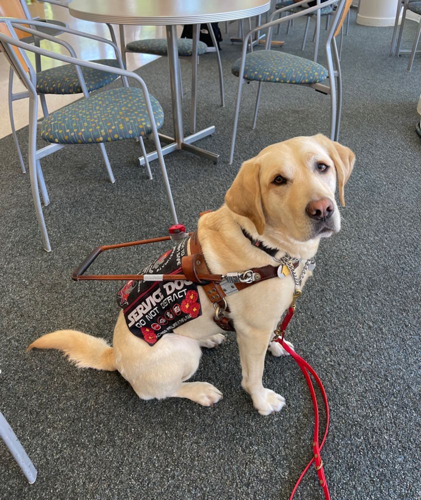 A yellow Labrador sits on dark grey carpet in front of a table and chairs in side profile. She is wearing a brown leather guide harness and a bright red leash alongside a black service dog cape, which is Star Wars themed. The dog is looking intently at the camera.