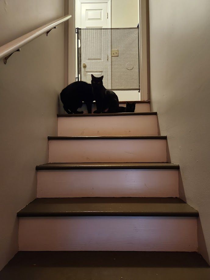 A view up a stairwell with a handrail on the left of the picture. At the top is a mesh baby gate and there is a confusing tangle of black cats on the next to top stair. Fuckers are just waiting to trip someone to death. 