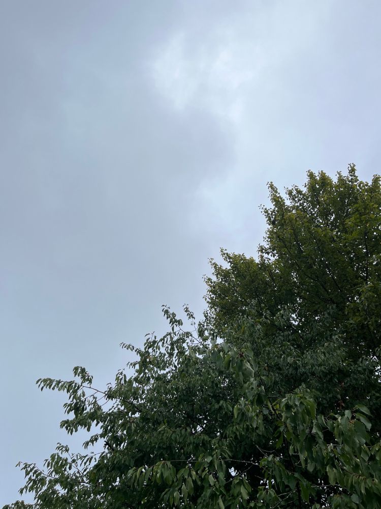 The top of two trees in leaf against a grey cloudy sky