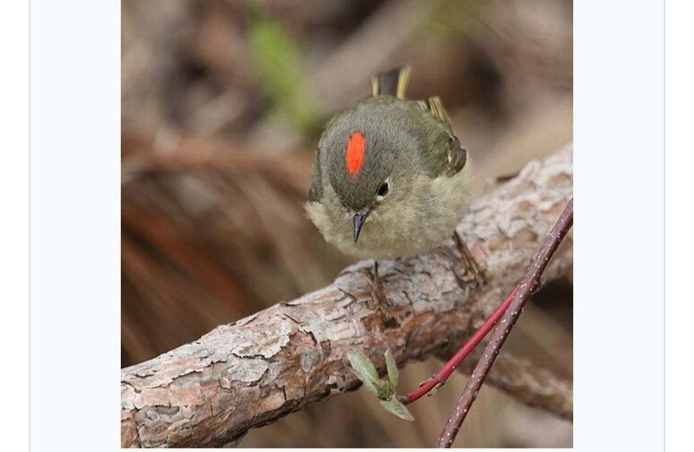 A photograph of a Ruby Crowned Kinglet, screenshotted from wikipedia. It is a small bird with a STRIKING splotch of orange-red on its head.