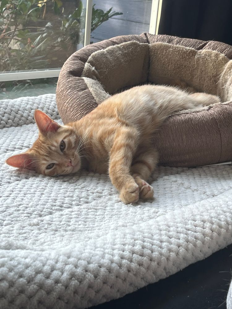 A picture of an orange tabby cat named Niko, laying on his side. He is half in his cat bed, half out of his cat bed, on top of a cozy white larger cat bed. He looks so adorable and is facing the camera 