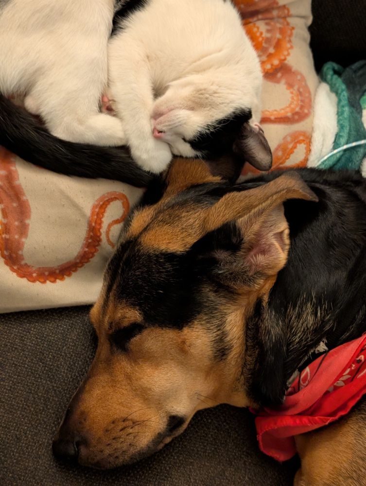 A small tuxedo cat sleeps on a pillow next to a larger black and tan dog.
