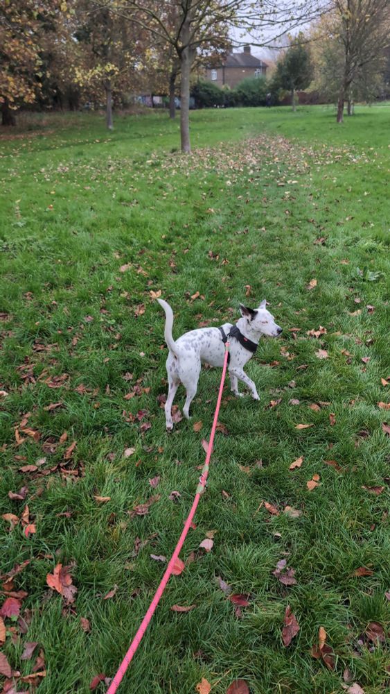 Little spotted black and white dog, who hates cops 