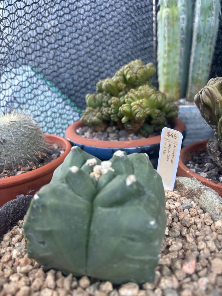 astrophytum Kikko in a rad pot 