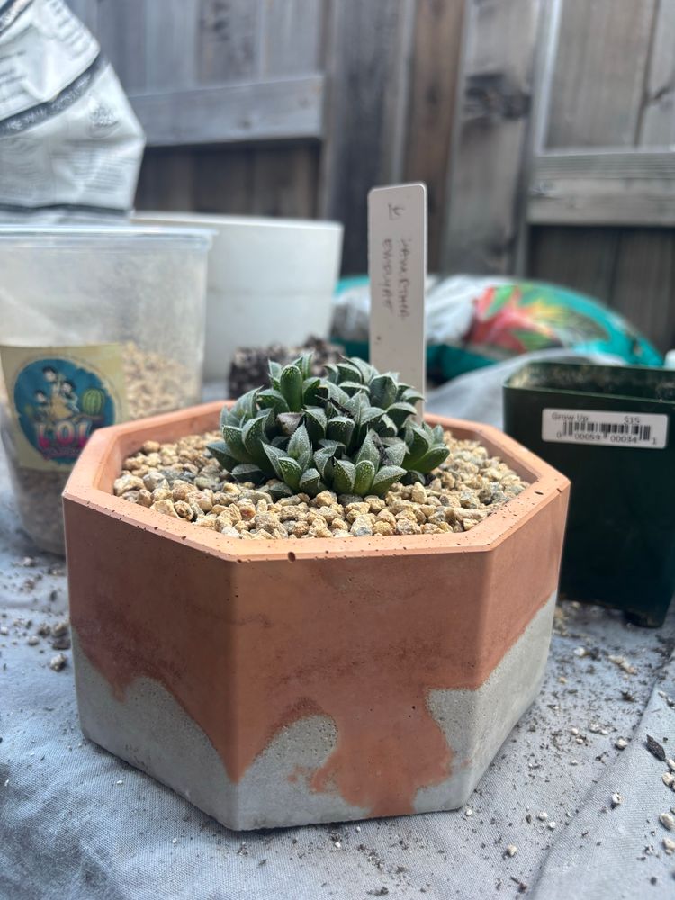 My pot with a haworthia