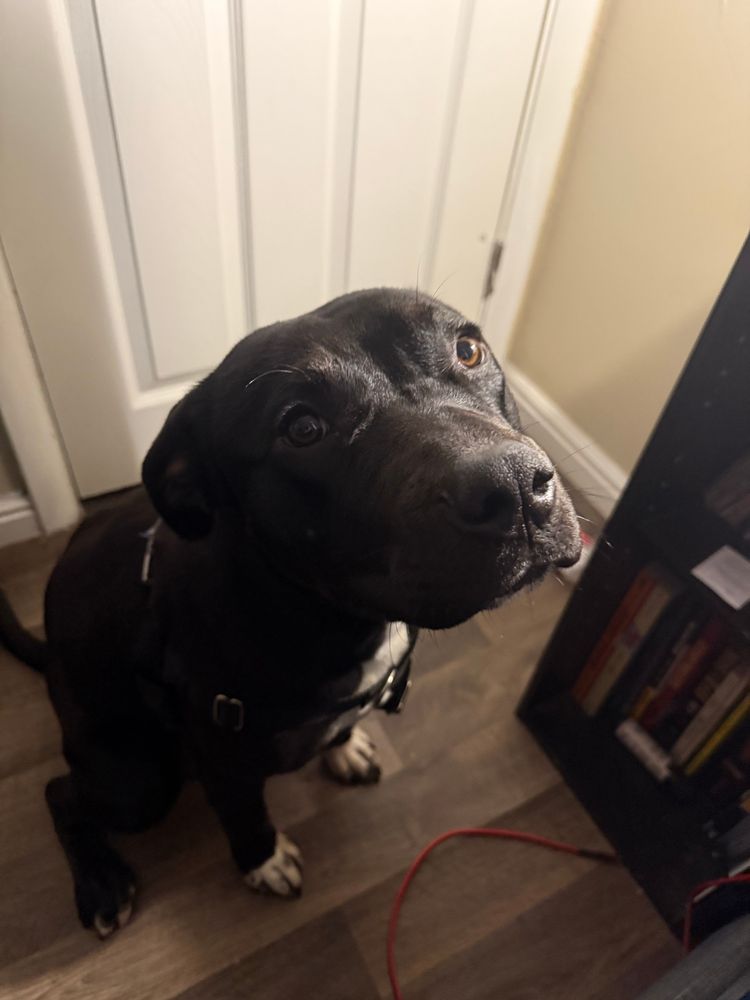 Black dog standing against a white door.