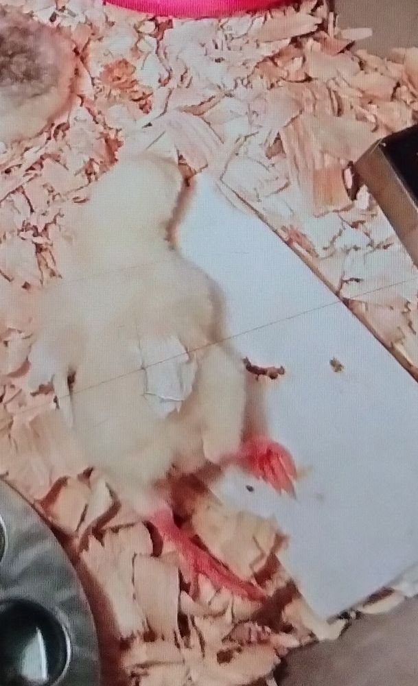 Baby chick in a tote sleeping all sprawled out. 