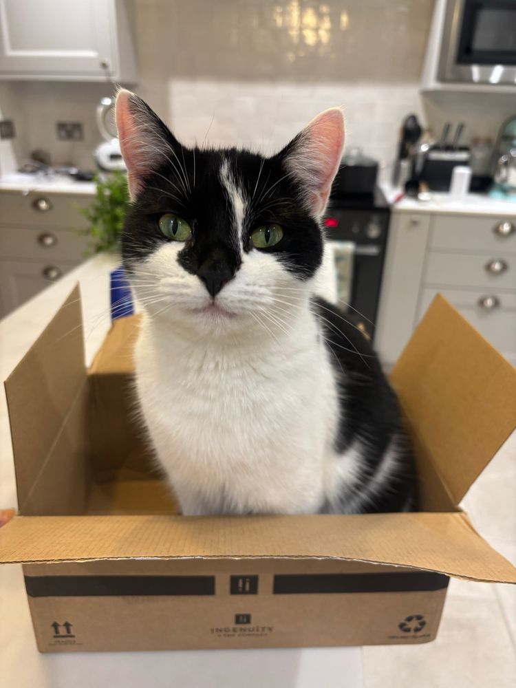 A different black and white cat is sitting in the same medium-sized box looking angry 