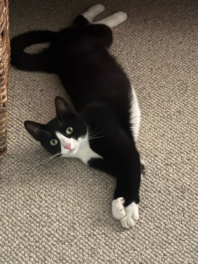 A tuxedo cat is stretched out along the floor, looking at the camera as though she has been startled