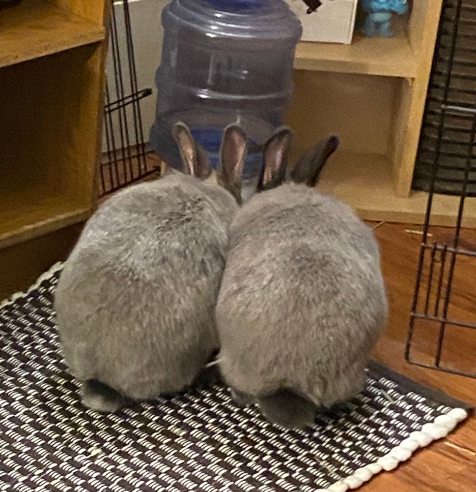 Two domestic bunnies drinking from their water dish. Their butts are to us because they are rude. 
