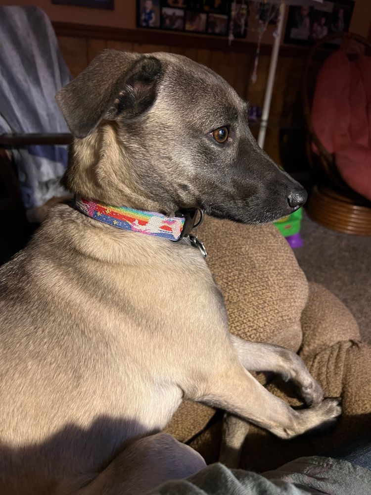 Picture of a tan dog in a chair. 