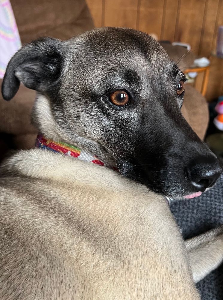 A tan dog with the tip of her tongue sticking out. 