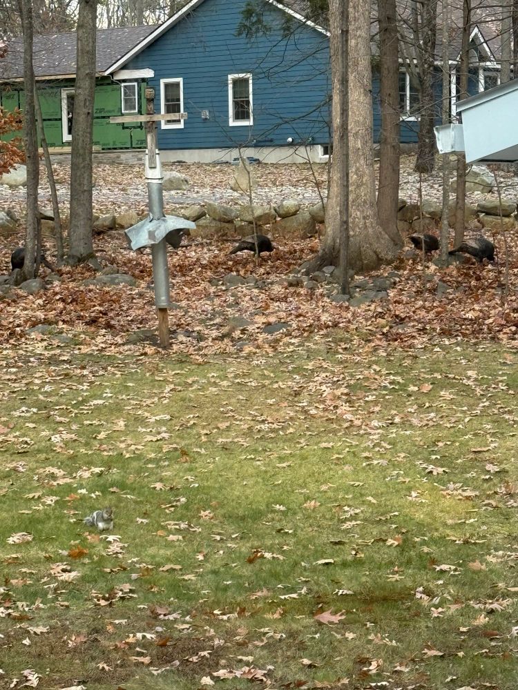 Backyard with five turkeys 