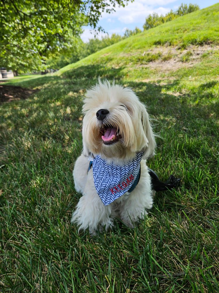 Pup Keegan sitting in grass with his 👅 tongue out.