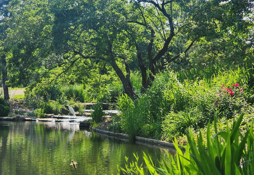 a crane stands in the cascades of the park