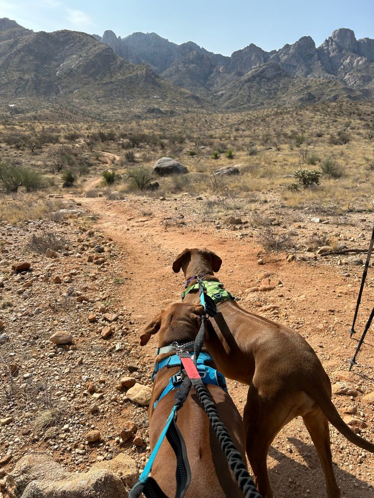 Two Rhodesian ridgebacks review the dusty climb through the catalina mountains