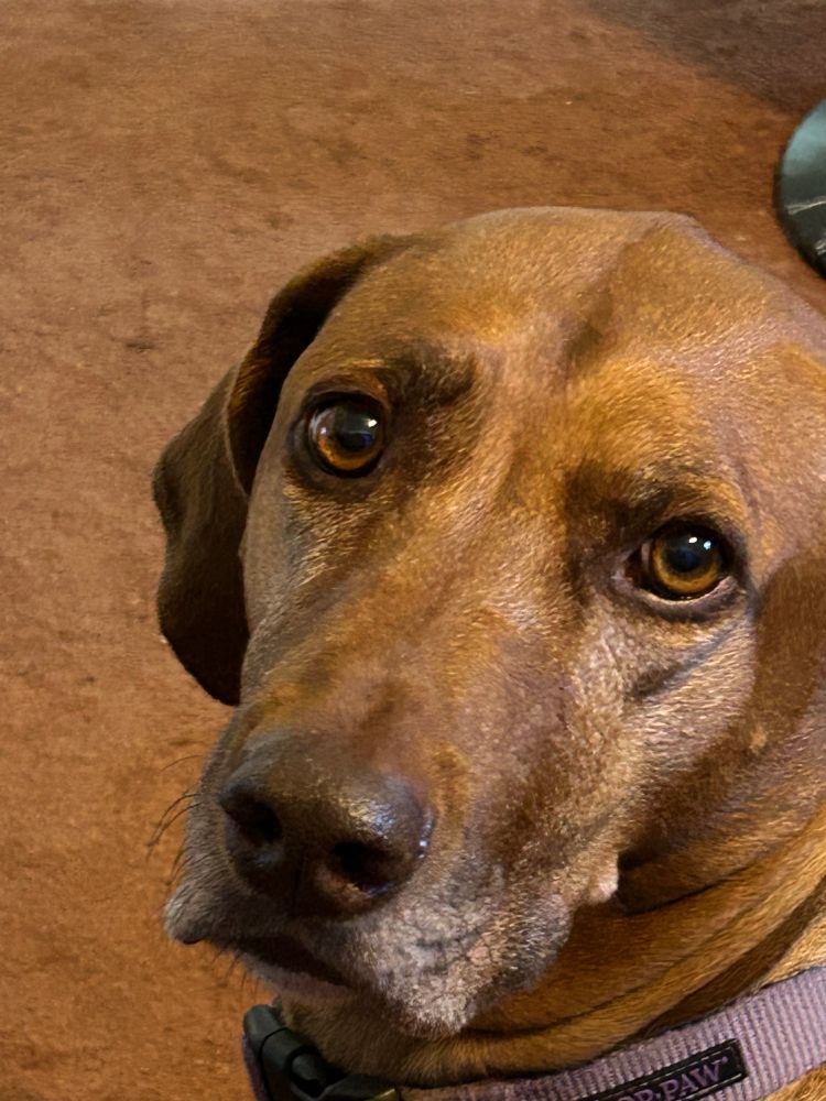 Rhodesian ridgeback with sad, soulful eyes