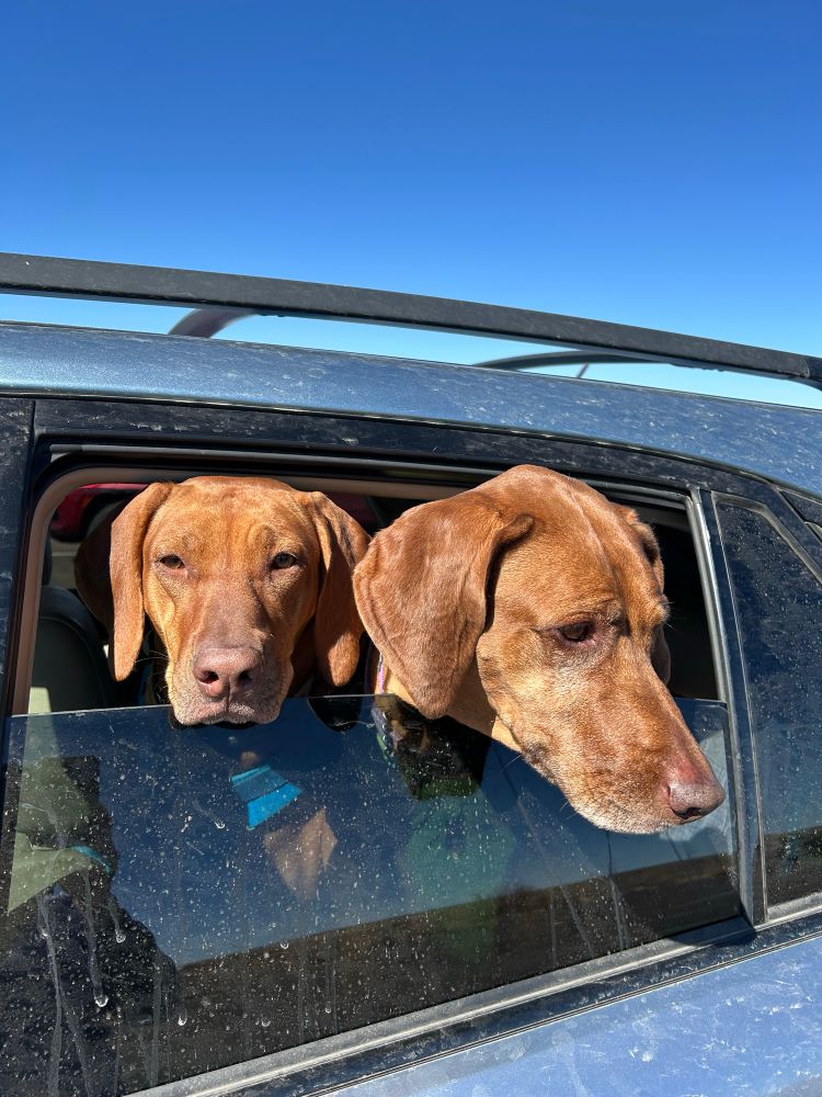 Two liver nose ridgebacks stick their heads out of the back window of a blue car, wondering what they’re missing.