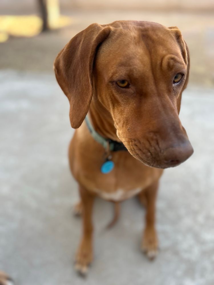 A brown hound dog with a turquoise tag and collar ponders whether at 4 years old she should consider behaving a little better.